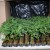 Un traficant de haşiş cultiva cannabis la Coşeiu