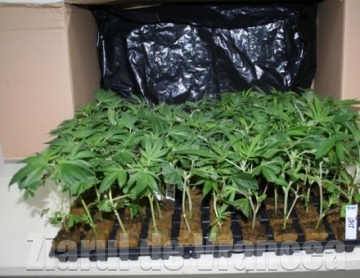 Un traficant de haşiş cultiva cannabis la Coşeiu