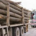 Transport de lemne fara acte de provenienta