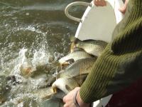 Lacul Varsolt, repopulat cu trei tone de peste Lacul Varsolt, repopulat cu trei tone de peste