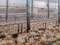 Caravana Fermier in Europa, aproape de final