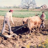 Aproape 7.500 de salajeni au cerut deja subventii pe hectar
