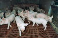 Vaccinare de urgenta pentru pesta porcina