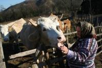 In Salaj: Crescatorii de bovine asteapta fapte, nu vorbe, de la ministrul Agriculturii