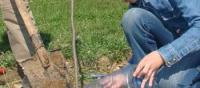Preocupati de mediu: Elevii din Valcau au plantat puieti