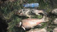 Dezastru ecologic: Mor pestii din lacul Varsolt!