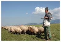 Pana in 31 mai: Crescatorii de animale pot cere platile nationale complementare 