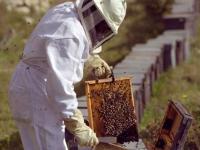 Se anunta un an bun pentru apicultori
