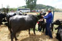 Bivolii din Transilvania si-au dat intalnire la Romanasi Bivolii din Transilvania si-au dat intalnire la Romanasi