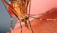 Sapte salajeni muscati de insecte  - la Urgenta