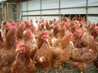 Amenintarea gripei aviare da batai de cap si autoritatilor salajene