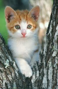 A apelat 112 pentru a-si cobori pisica din copac