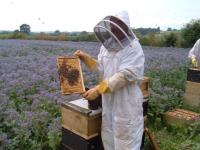 An foarte bun pentru apicultori