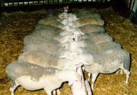 La Hereclean, singurul abator de ovine din Transilvania