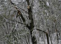 Mii de arbori doborati de zapada
