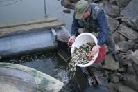 Lacul Varsolt, repopulat cu peste o tona de peste