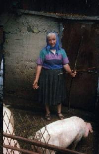 Majoritatea porcilor salajeni se vor consuma in familie