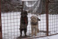 Genocid canin in Zalau!