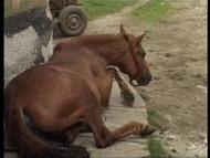 Fonduri insuficiente pentru despagubirea proprietarilor de animale bolnave