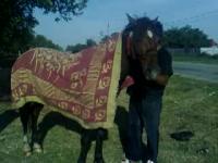 Cal cazut in fantana