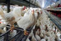 Milioane de euro pentru crescatorii de pasari si porci 