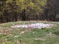 Zona poligonului din Dumbrava Nord, curatata de micutii ecologisti