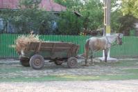 Prinsi cu butucul de tractor in caruta