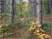 Urmasii baronilor Banffy si Wesselenyi, fara paduri 