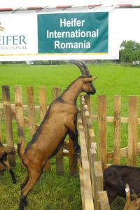 Capre de rasa pentru sase familii din Rus Capre de rasa pentru sase familii din Rus