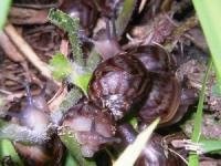 Melci salajeni, pentru toata Europa