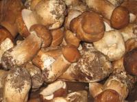 In multe cazuri: Consumul de ciuperci dauneaza grav sanatatii
