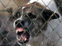 Aproximativ 5.000 de vaccinuri pentru salajenii muscati de animale