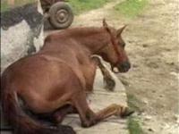 In Salaj: Aproape toti proprietarii de cai bolnavi de anemie au fost despagubiti 