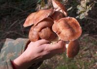 Meniu de criza: ciuperci, adesea otravitoare 