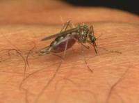 Dupa gripa porcina: Tantarii aduc o noua amenintare: virusul West Nile