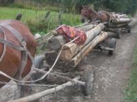 Prinsi la furat de lemne in Jibou