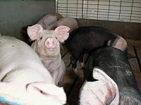 Va incepe campania de vaccinare contra pestei porcine