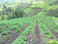 23 de salajeni vor sa faca agricultura ecologica