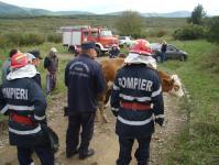 Vaca blocata intr-un put