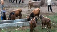 650.000 de lei pentru numaratoarea animalelor din Salaj