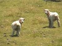 Sacrificarea mieilor in locuri neautorizate va fi interzisa