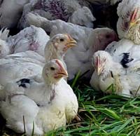 la cele salbatice, in special in cele 10 zone de risc din judet. 