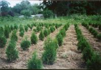 Zalauanii s-au pus pe furtul de tuia