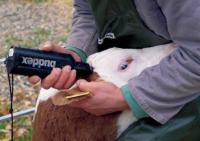 Campanie de tuberculinare pentru 37.000 de bovine 