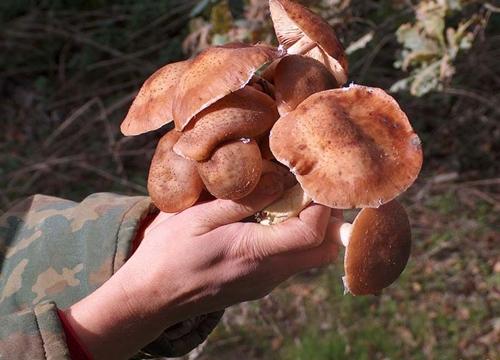 Peste 80 de kilograme de ciuperci, confiscate de poliţişti