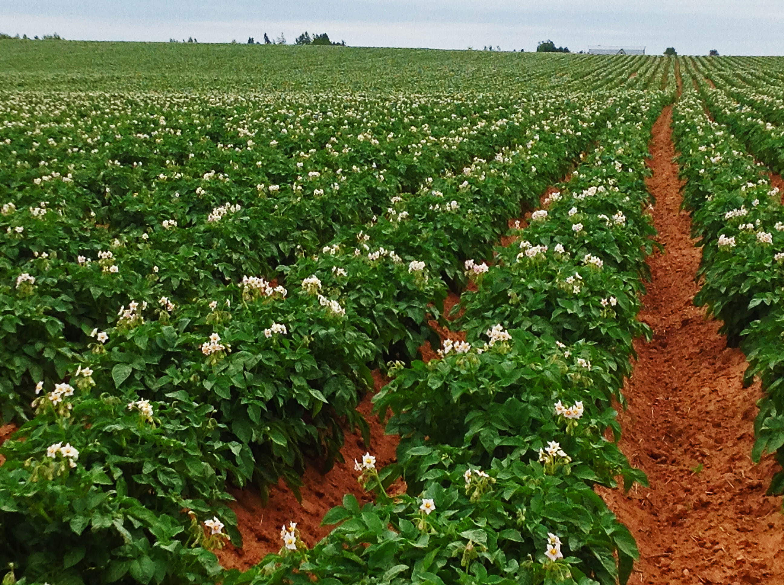 Повышение урожайности растений. Растениеводство картофелеводство. Плантация картофеля. Картофельное поле. Картофельное поле цветет.