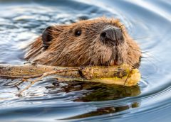 Castori pe mai multe râuri din Sălaj