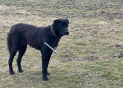 Un bărbat din Chendrea a fost atacat de câini. Victima este în stare gravă