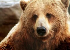 Turmă de oi atacată de urs în comuna Poiana Blenchii