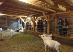 Viitori medici veterinari, în vizită la ferma lui Jonas, inginerul belgian care crește animale într-un sat din Sălaj